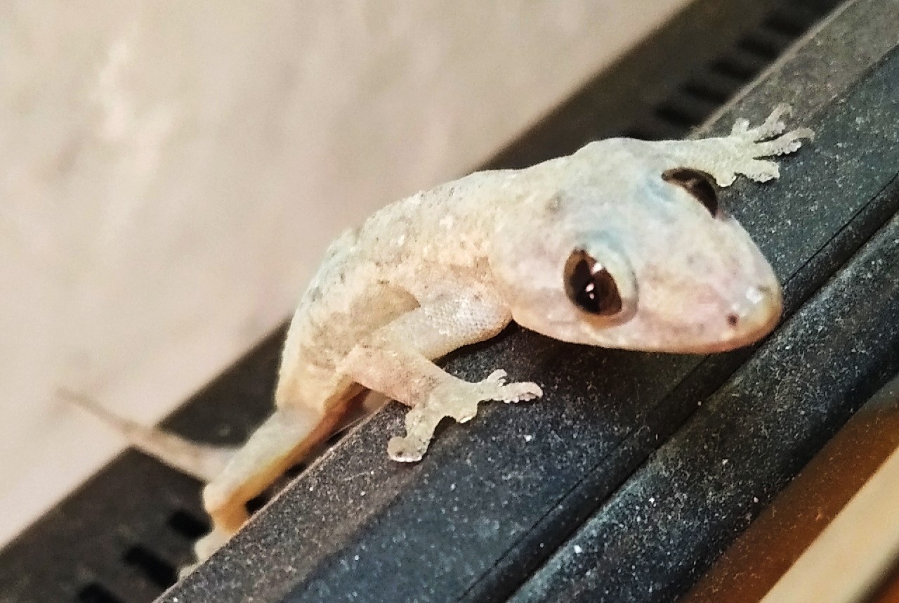 Geckos, mascotas que mantienen los insectos a raya