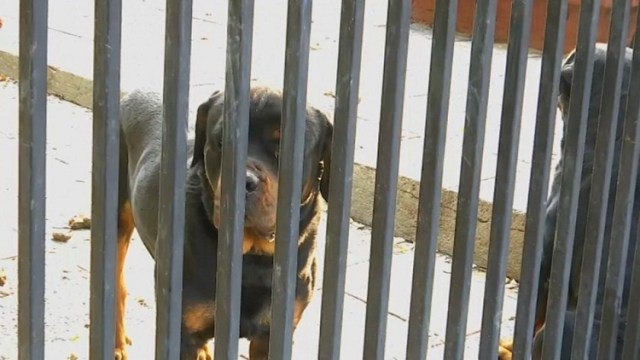 Niña venezolana sufre graves heridas tras ataque de perros en Chile