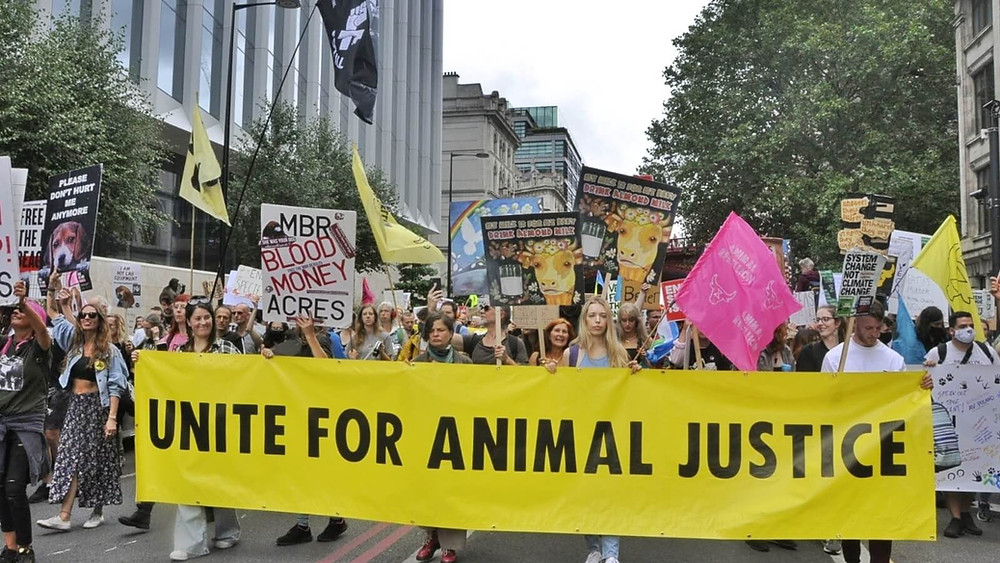 Activistas amenazan con interrumpir el suministro de productos lácteos en Reino Unido