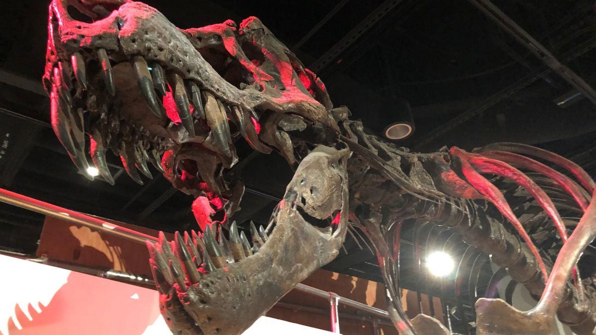 Fósil de tiranosaurio rex será subastado en Asia