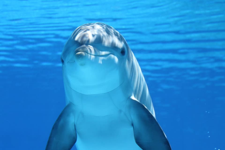 Delfines: los mamíferos más inteligentes y populares | Diario 2001