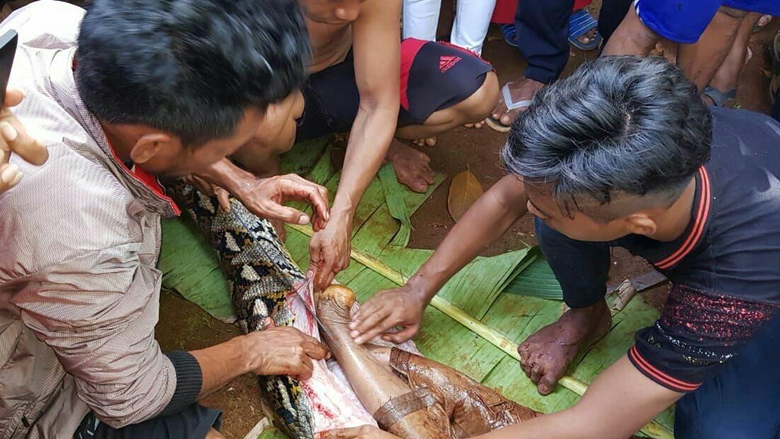 Hallan cadáver de una mujer en el estómago de una pitón en Indonesia