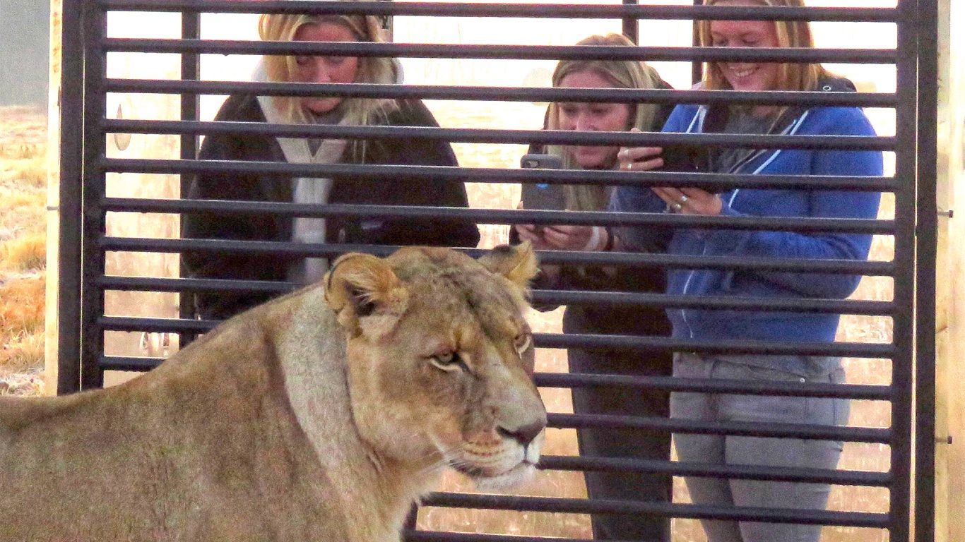 Recapturan a cinco leones luego de escapar de sus jaulas en el zoológico de Sídney