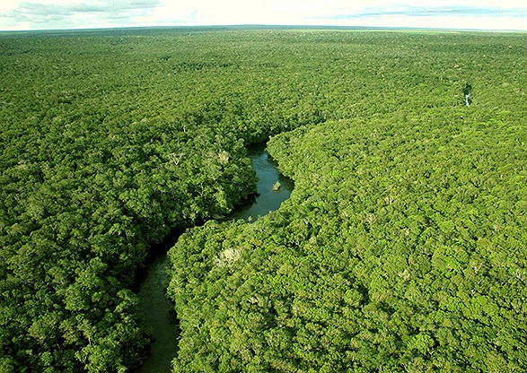 Deforestación en la Amazonía brasileña obtiene nuevo récord