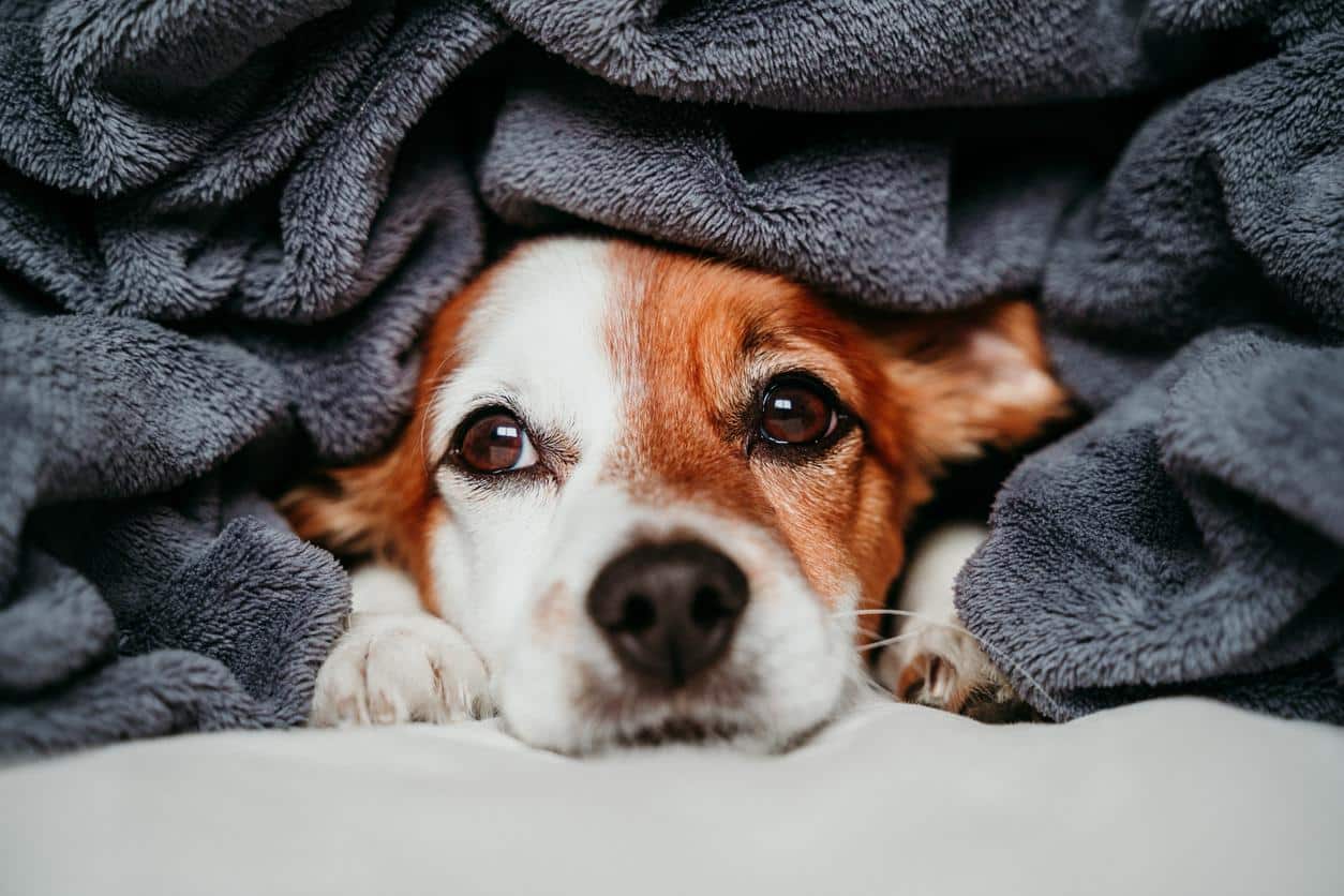 ¿Los perros también pasan frío? | Diario 2001