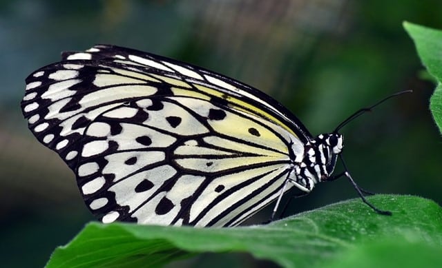 Las alas de la mariposa negra ayudan a elevar en un 200% el