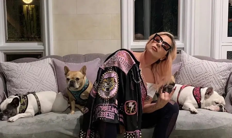 Por robar los perros de Lady Gaga es sentenciado a 21 años de prisión