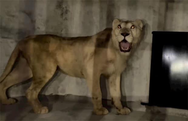 Maracay | Zoológico Las Delicias recibe dos leones blancos