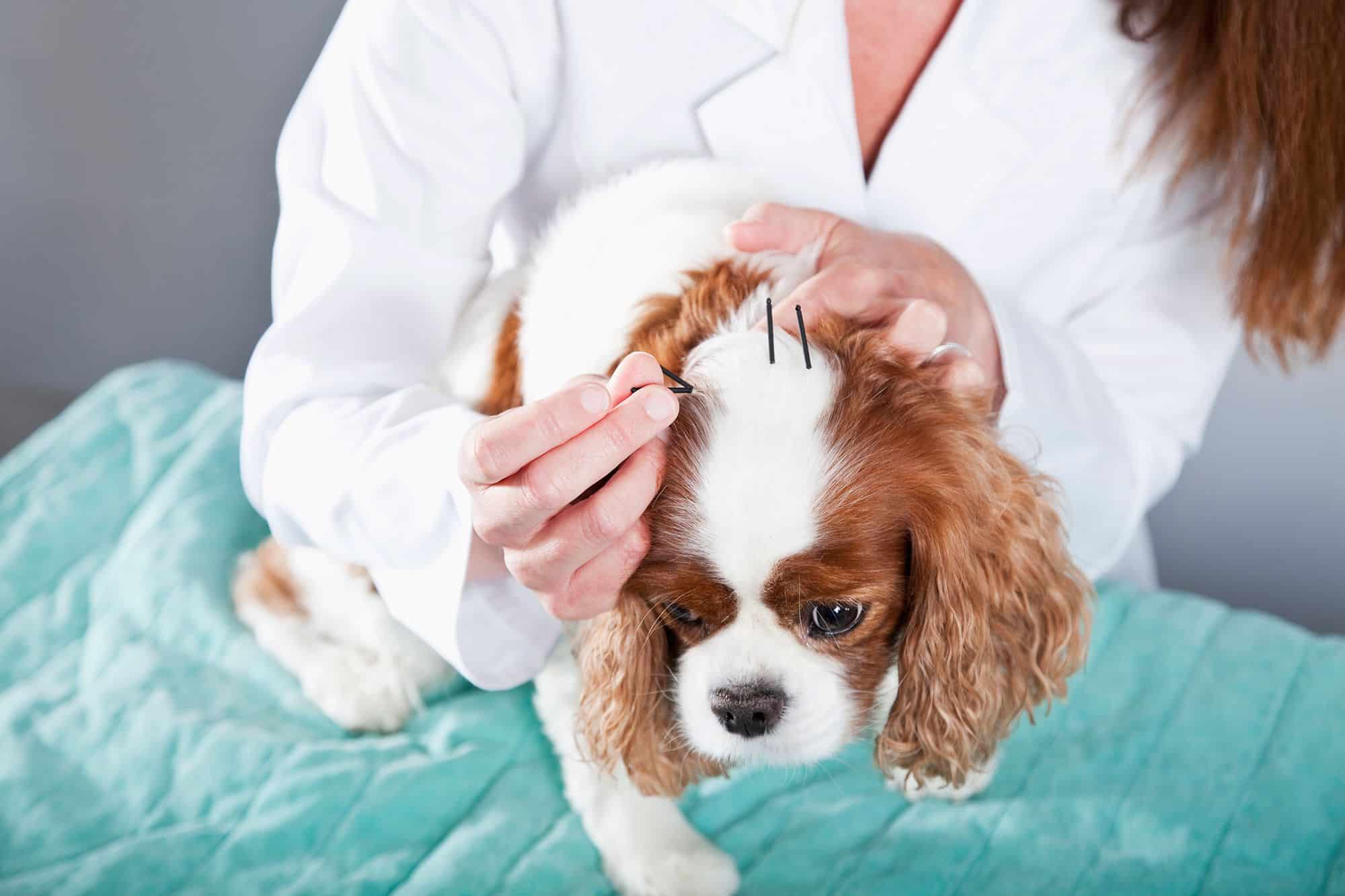 Medicina alternativa para perros y gatos