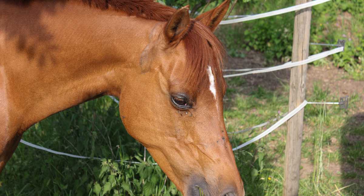 Muere niño de ocho años tras caer de un caballo en Cabudare