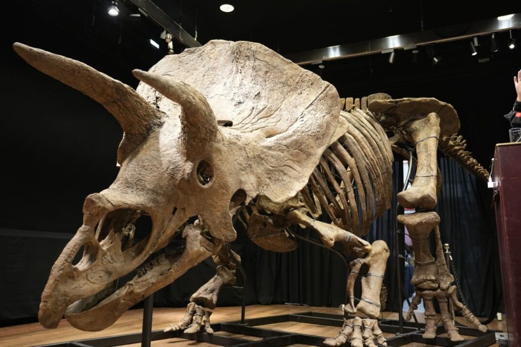 Exhibirán al triceratops más grande hallado hasta ahora: Data de hace 66 millones de años