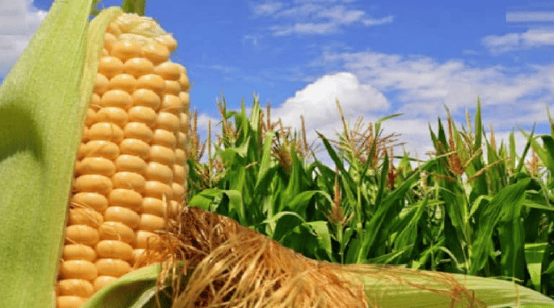 ¿Confederación del Agro presentará propuesta para surtir alimentos a precios justos?