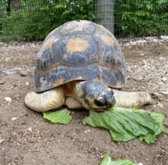Una tortuga de 90 años, en peligro de extinción, se convierte en padre