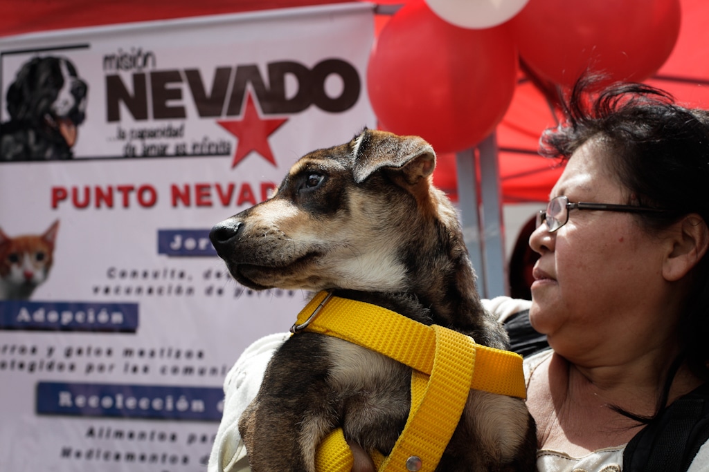 Las jornadas de atención gratuita para mascotas que se realizarán en Caracas
