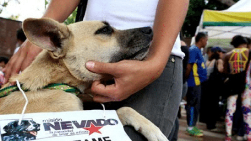 Misión Nevado lleva atención veterinaria a estas parroquias de Caracas