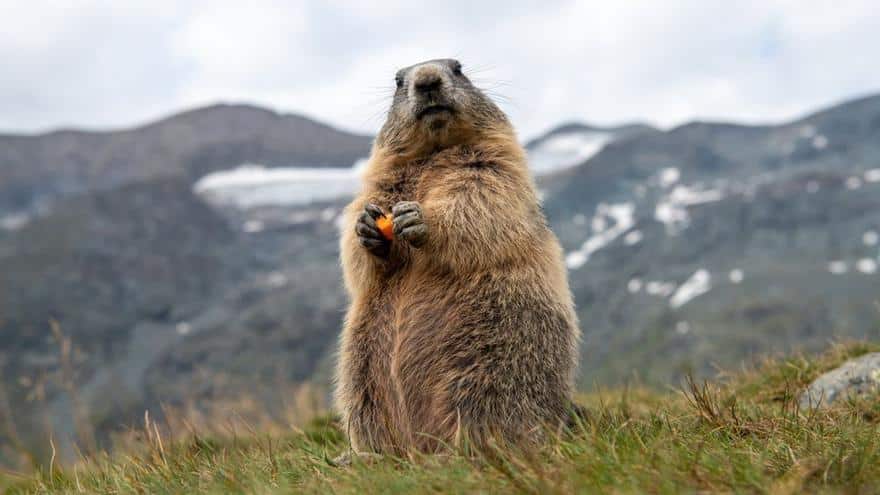 Datos curiosos de las marmotas