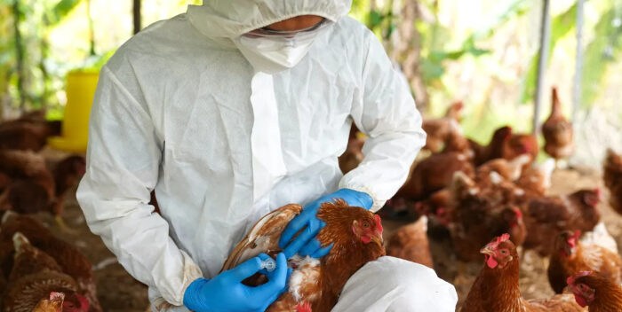 ¡Alerta! OPS afirma que gripe aviar puede afectar el suministro de pollo en Suramérica