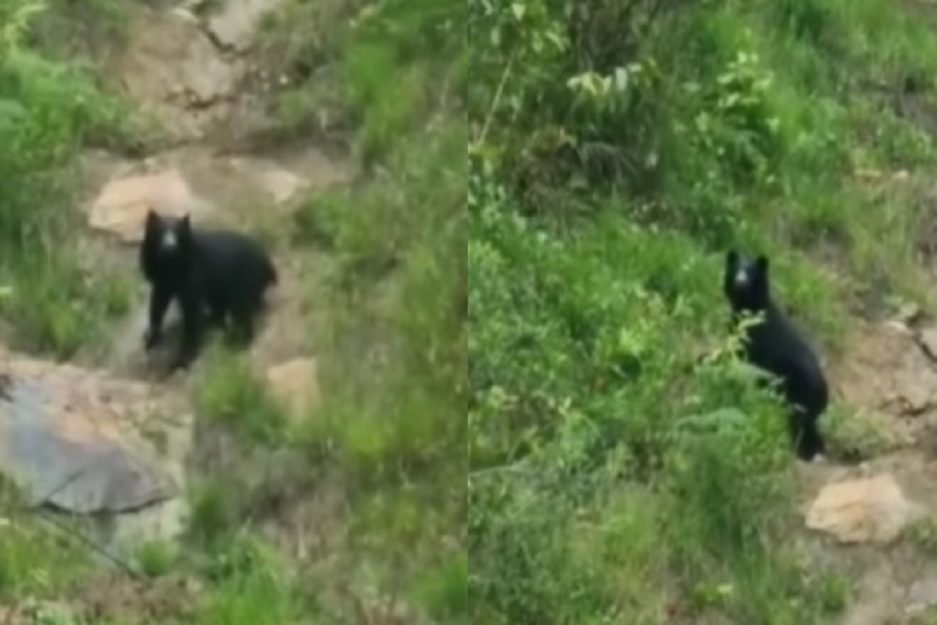 Avistaron en zonas de la ciudad de Mérida a un oso frontino
