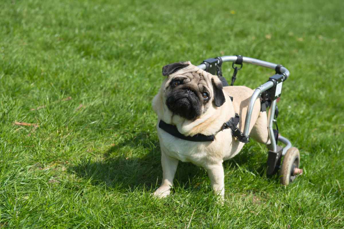 ¿Cómo cuidar a un perro discapacitado? | Diario 2001