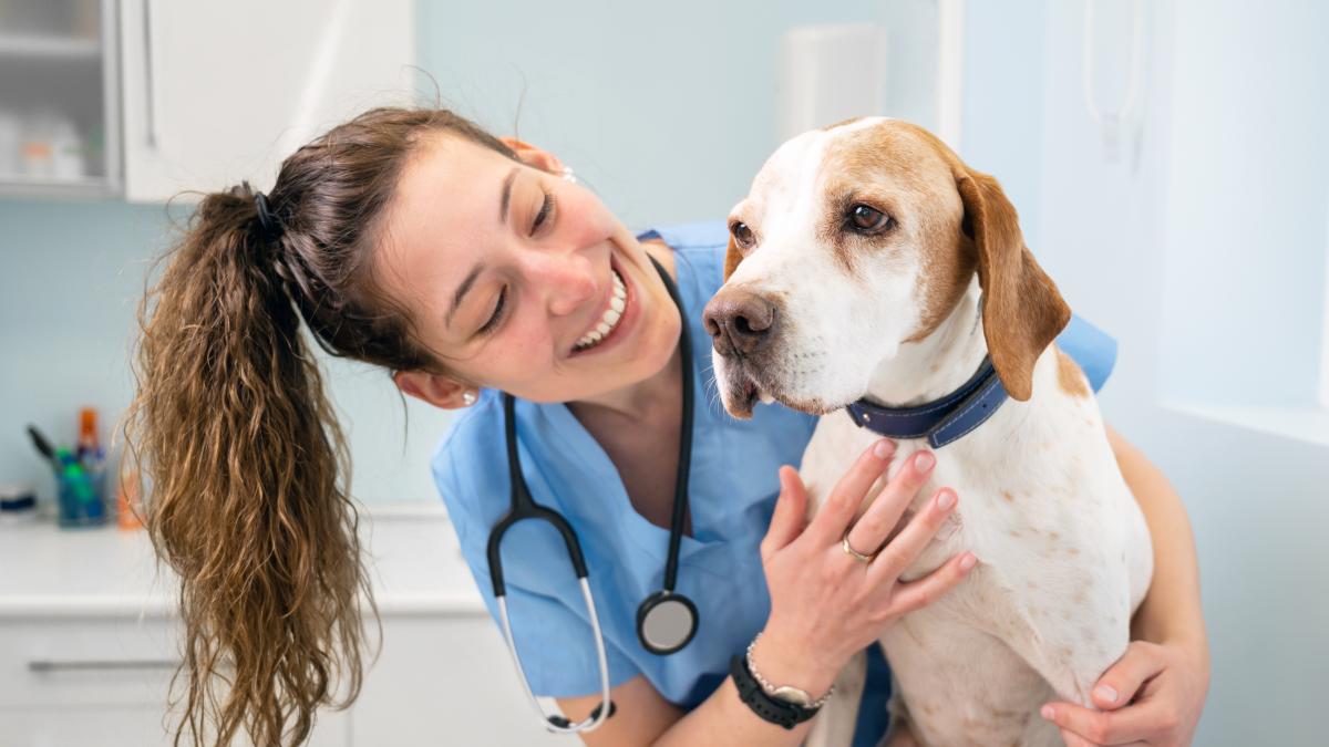 Visita al veterinario ¿Cuándo llevar al perro? | Diario 2001
