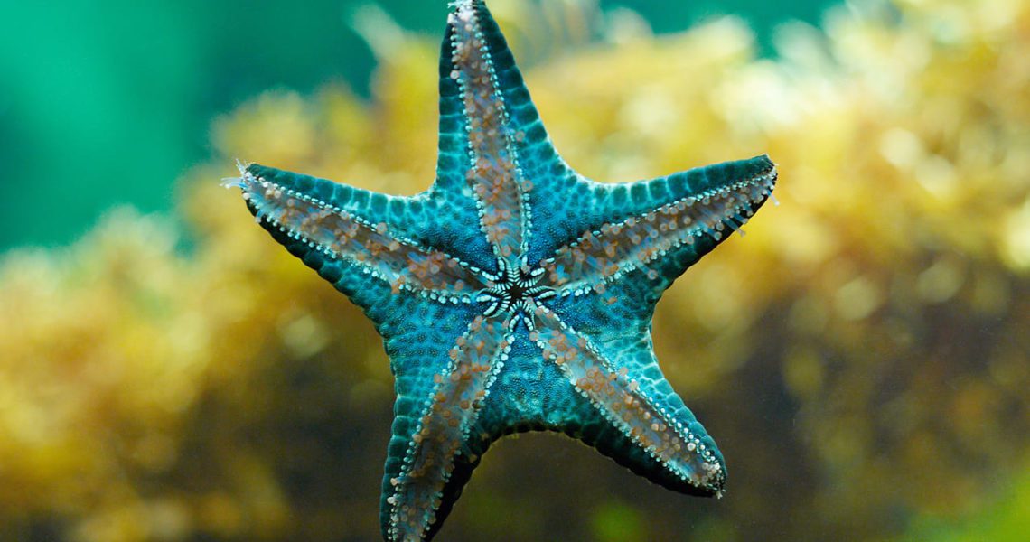 ¿La estrella de mar puede ver en el océano?