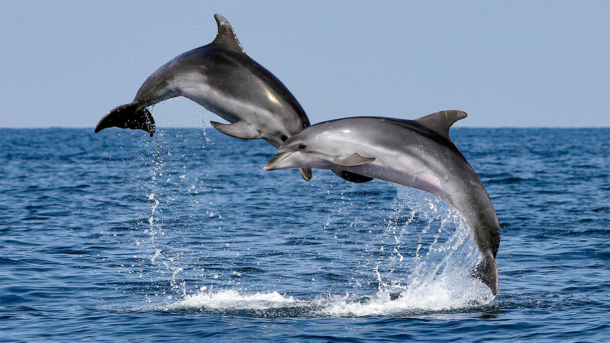 Datos curiosos que no sabías de los delfines