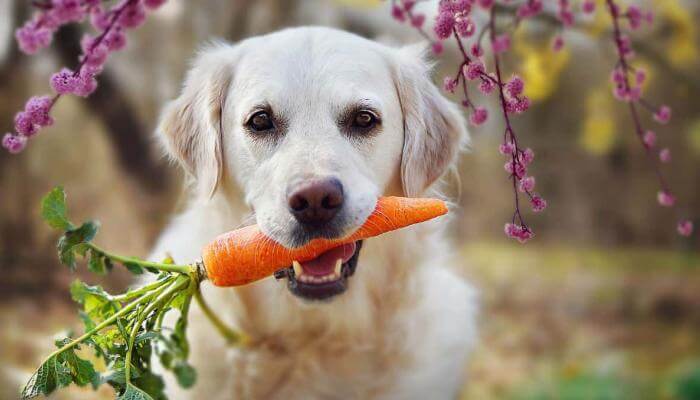 Zanahorias, un snack saludable para el perro