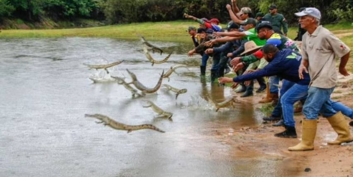 INEA libera 170 caimanes del Orinoco para la conservación de especies