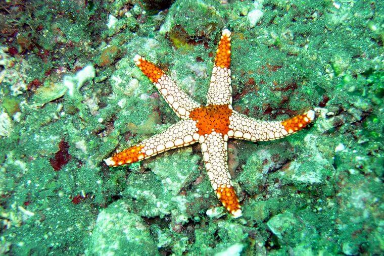 La estrella de mar puede ver en el océano?