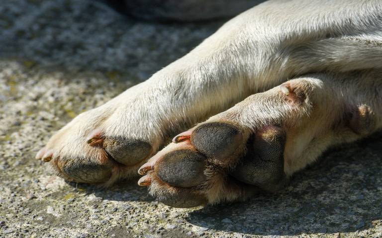 LO ÚLTIMO| Proponen privativa de libertad como sanción por maltrato animal