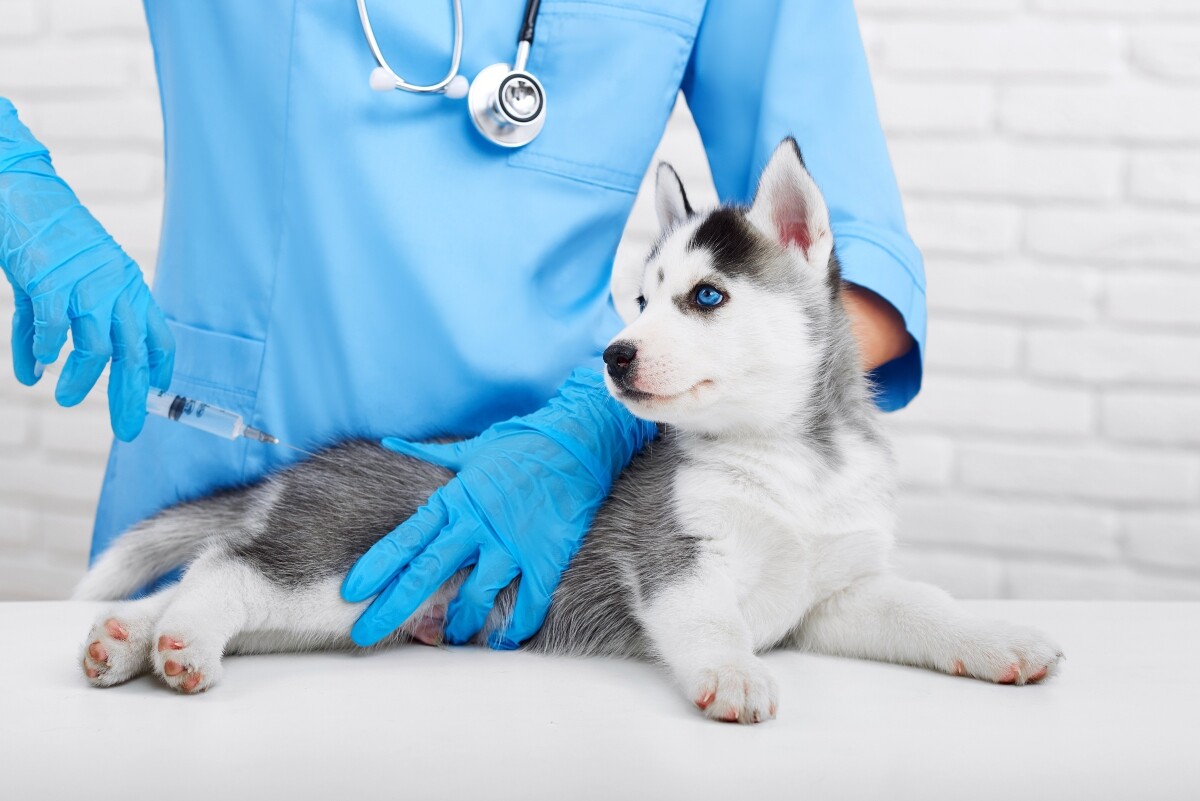 Cinco vacunas indispensables para los perros
