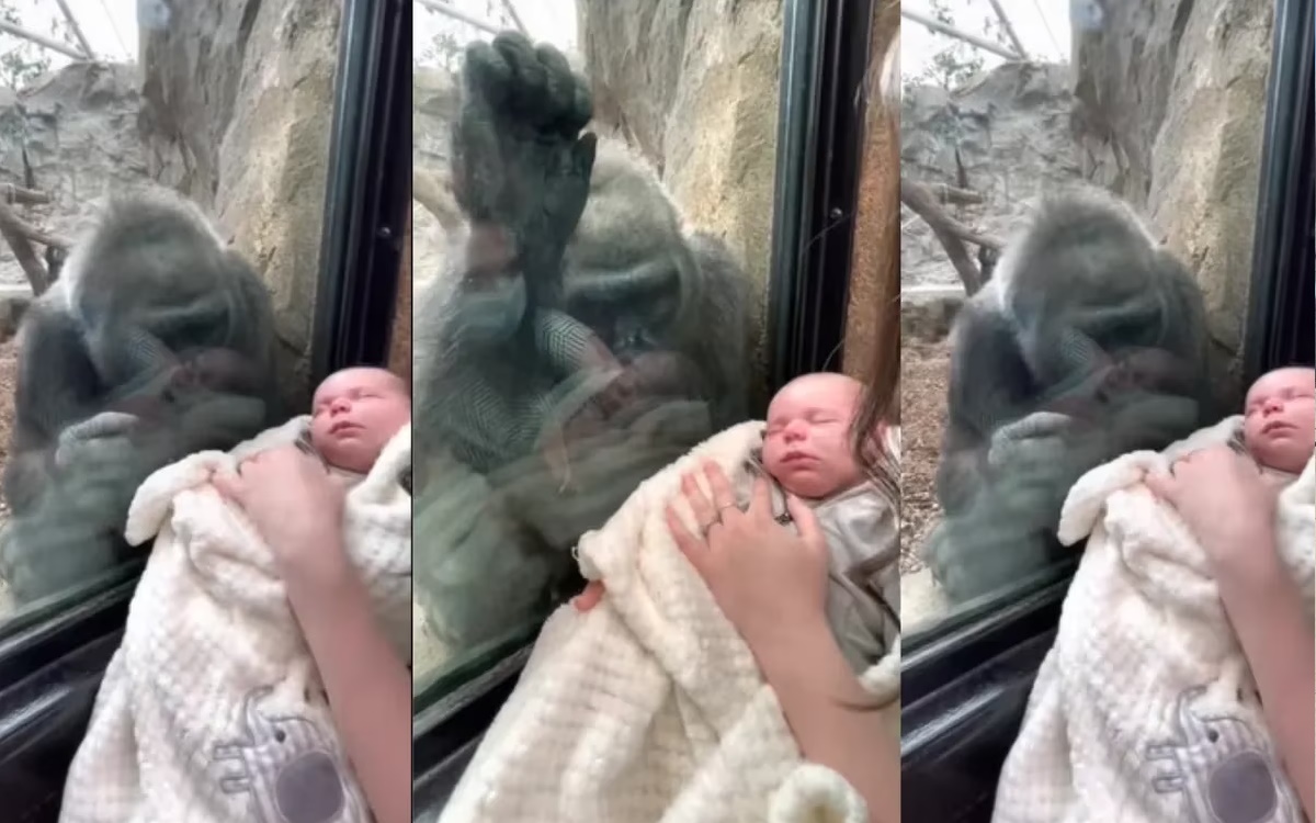 El tierno gesto de una gorila al ver a una mamá junto a su bebé (+Video)
