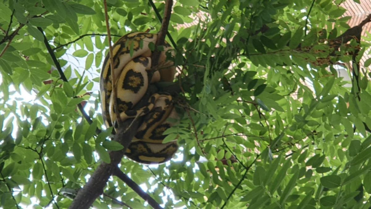 ¡Impresionante! Rescatan a serpiente de 15 kilos enroscada a un árbol (+Video)