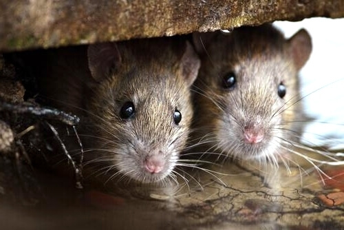 EEUU | Qué se sabe sobre el virus transmitido por ratas