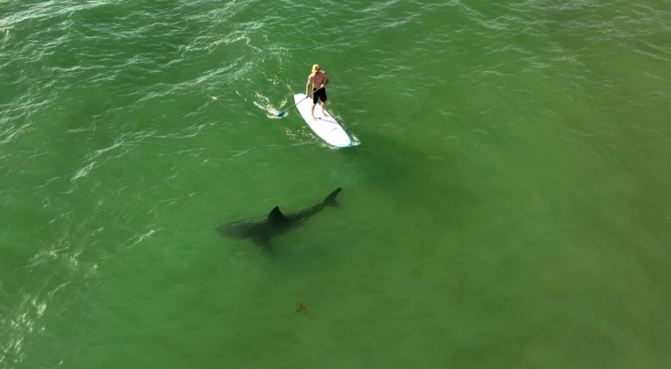¡Increíble! Estudio reveló como el tiburón blanco acecha a surfistas