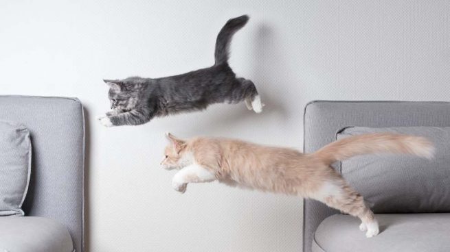 ¿Qué es la actividad aleatoria frenética en los gatos?