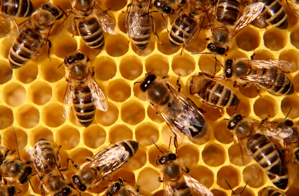 Conoce los tres tipos de abejas que existen en una colmena
