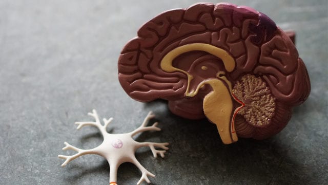 Nuevo estudio encontró cuál es la región clave en el Alzhéimer