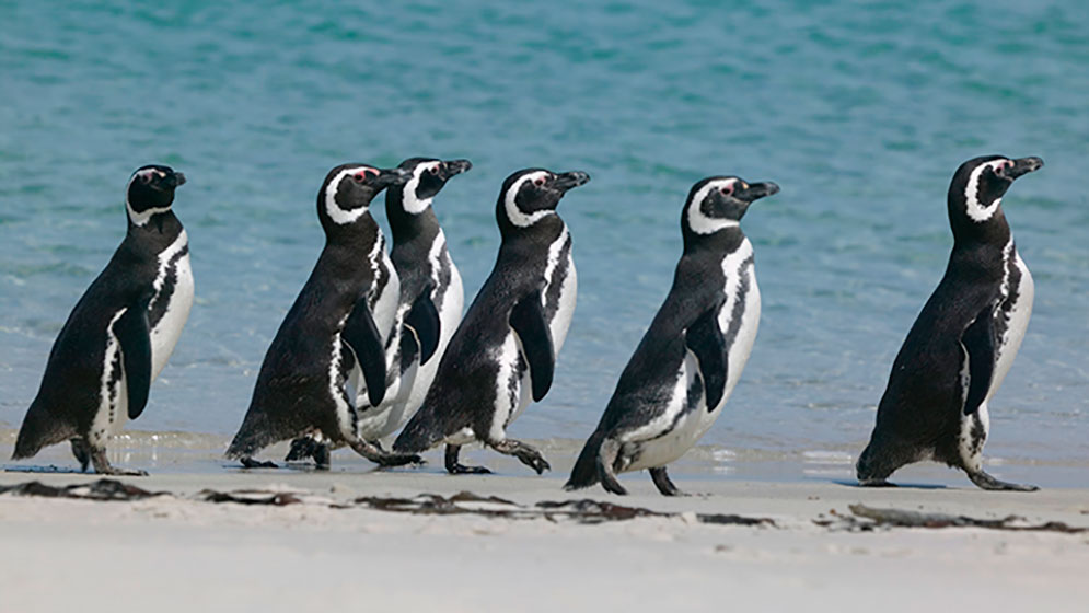 Datos curiosos sobre los pingüinos que te sorprenderán