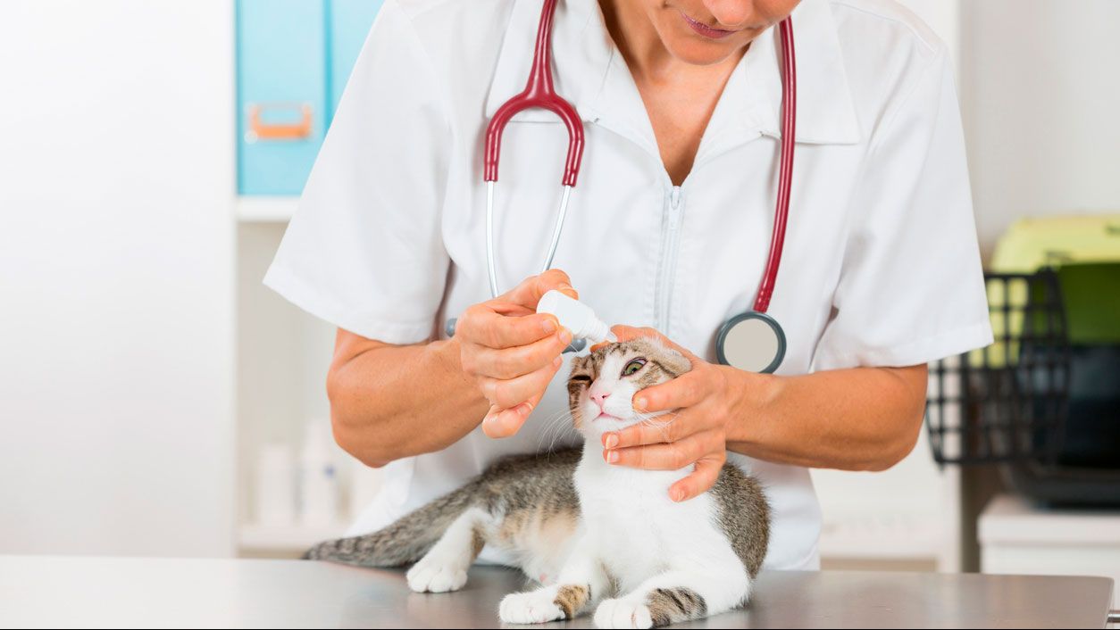 Cómo tratar la conjuntivitis a los gatos