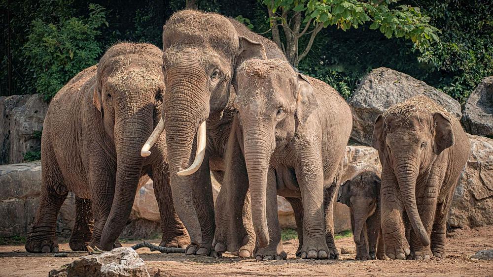 ¡Terrible! Más de 200 elefantes muertos en lo que va de año