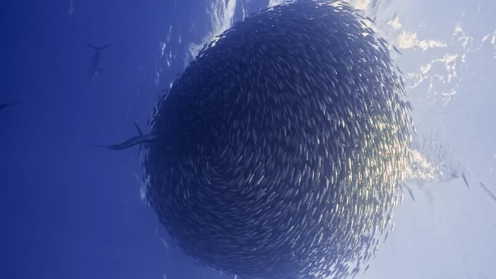 ¡Increíble! Fotógrafo capta cómo las sardinas se protegen de los depredadores (+Video)