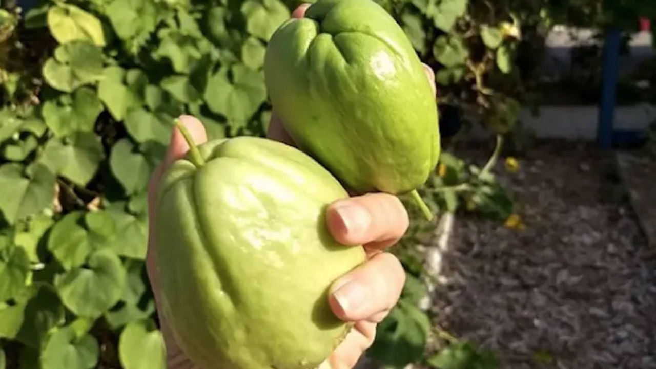 Chayote: Hortaliza con muchos beneficios