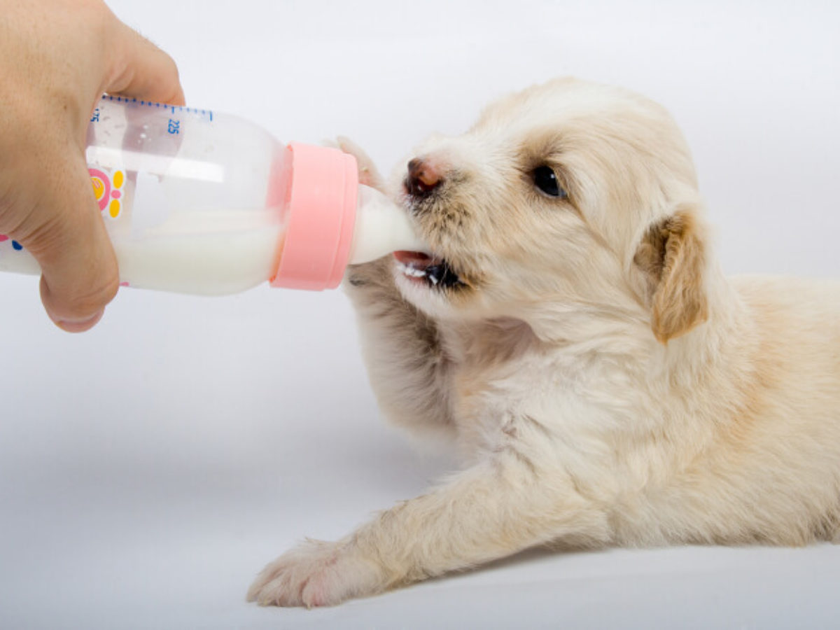 Consumo de leche en los perros ¿Es bueno o malo?