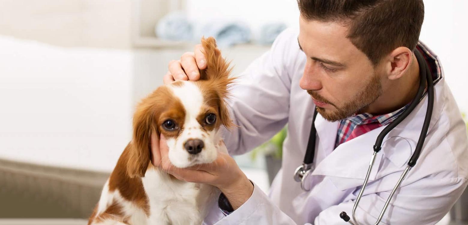 Cómo reducir el estrés del perro en la visita al veterinario