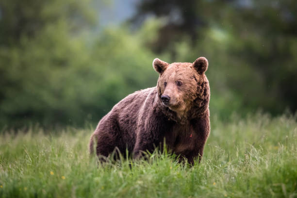 ¿Huyendo del calor? Descubrieron a un oso en este lugar (+Video)