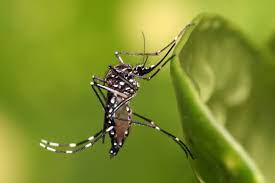 ¿Te pica la curiosidad?: Entérate de qué es el dengue y cómo evitarlo