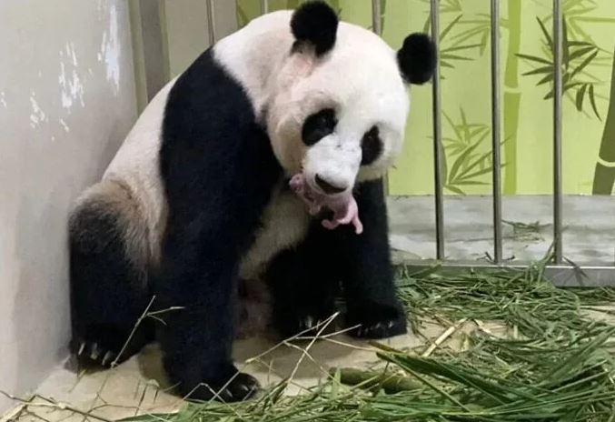 ¡Hermoso! Por primera vez nació un panda en este zoológico