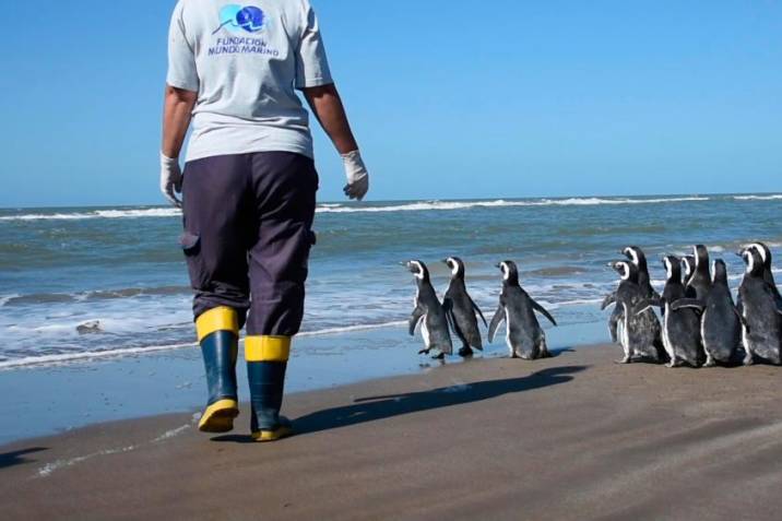 15 pingüinos regresan al océano en Argentina (+Detalles)