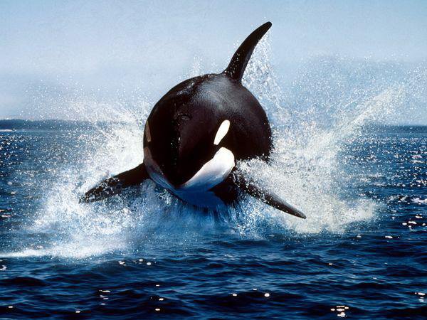 Choque de una ballena deja un muerto y un herido | Diario 2001